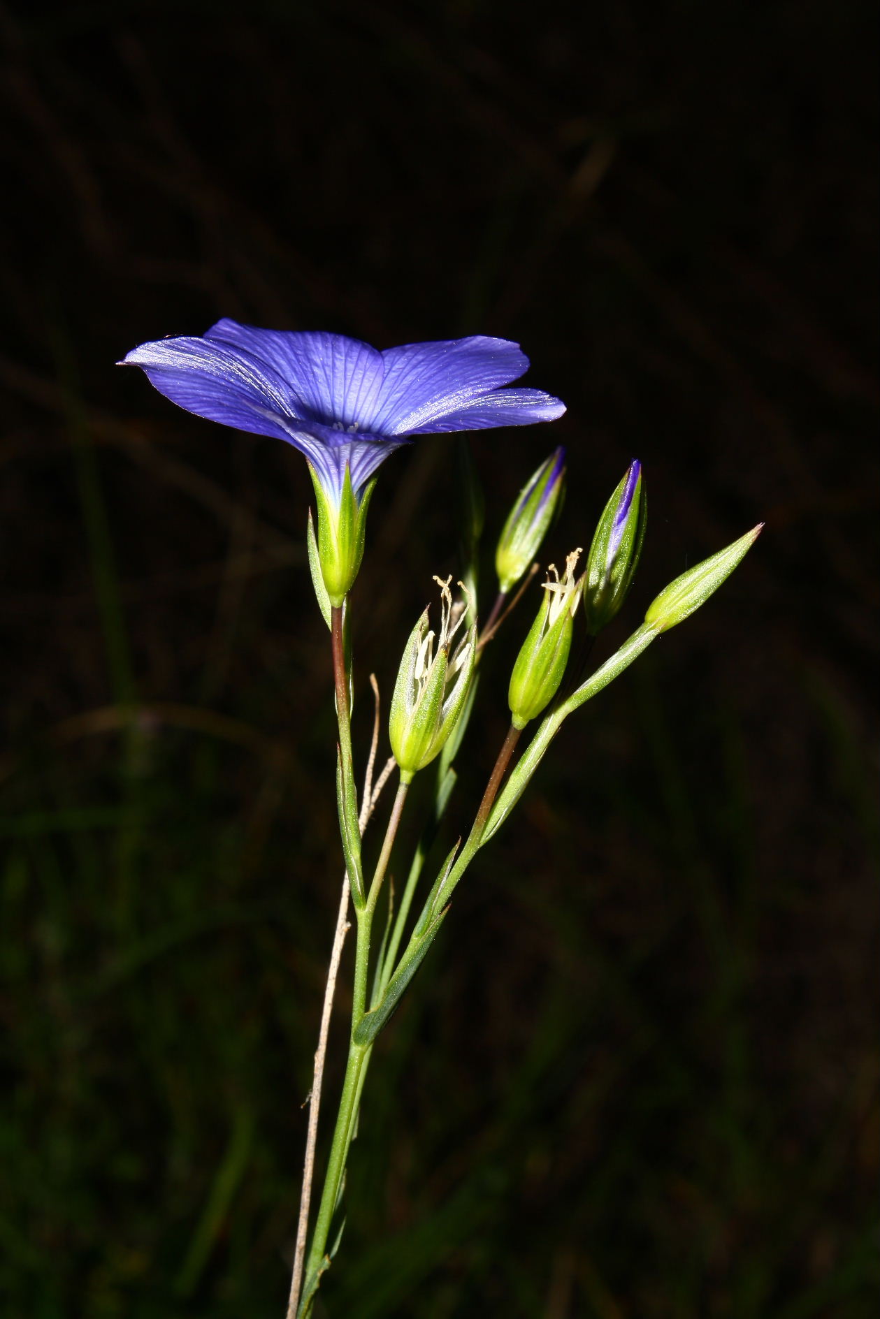 Linum narbonense / Lino lesinino