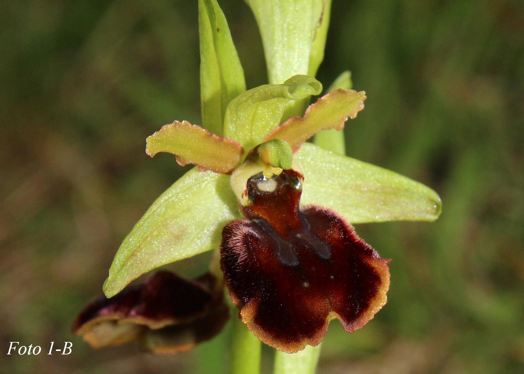 Ophrys ????