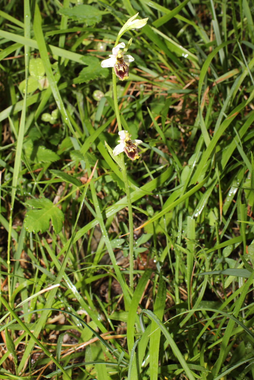 Sono tutte Ophrys tetraloniae ???