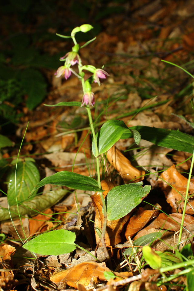 Epipactis placentina