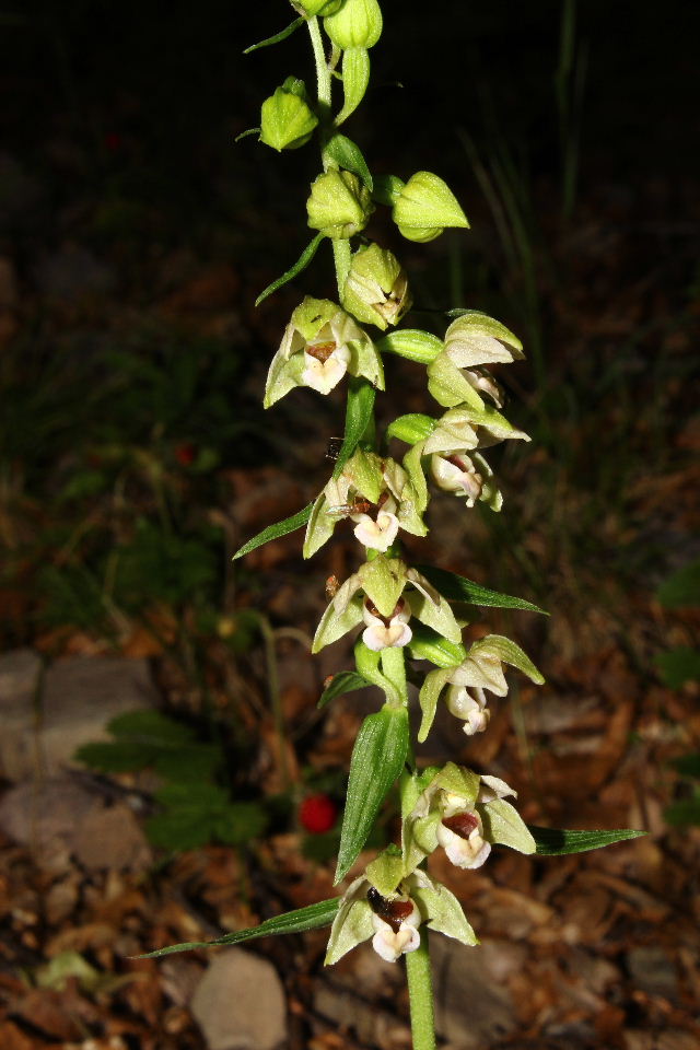 Epipactis da determinare  2