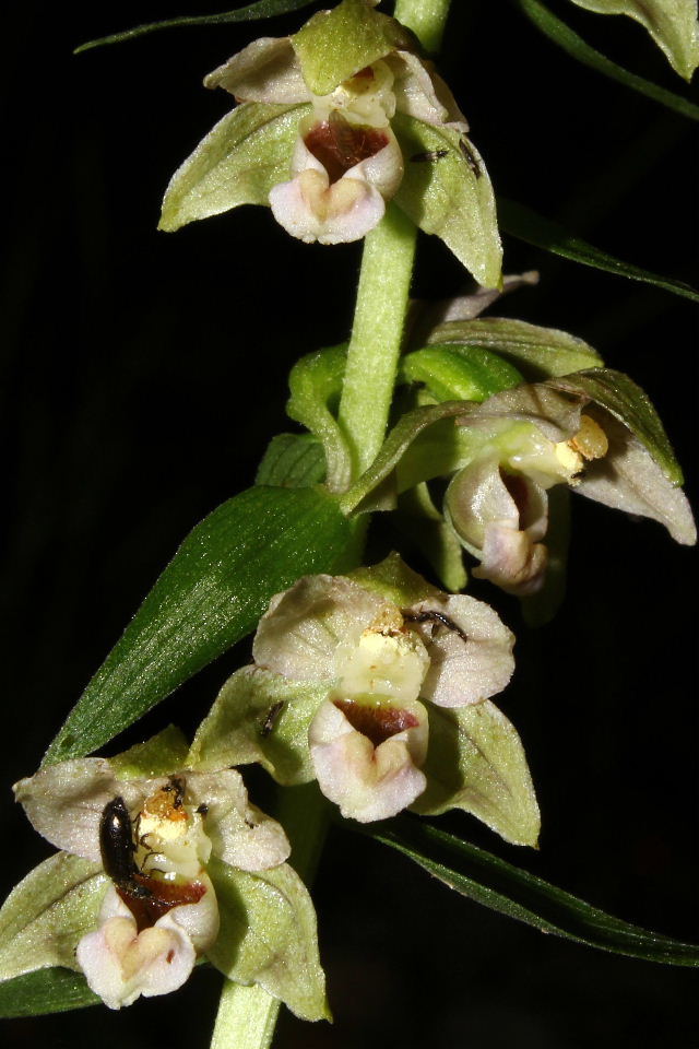 Epipactis da determinare  2