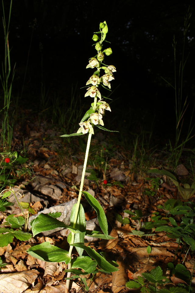 Epipactis da determinare  2