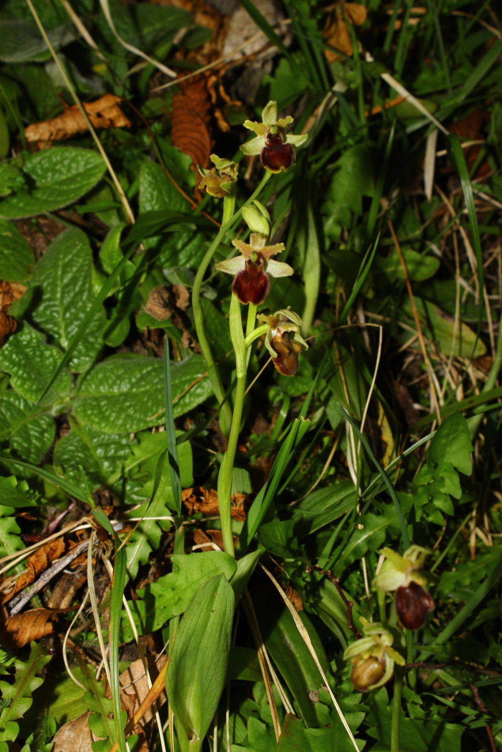 Ophrys spegodes mini-2