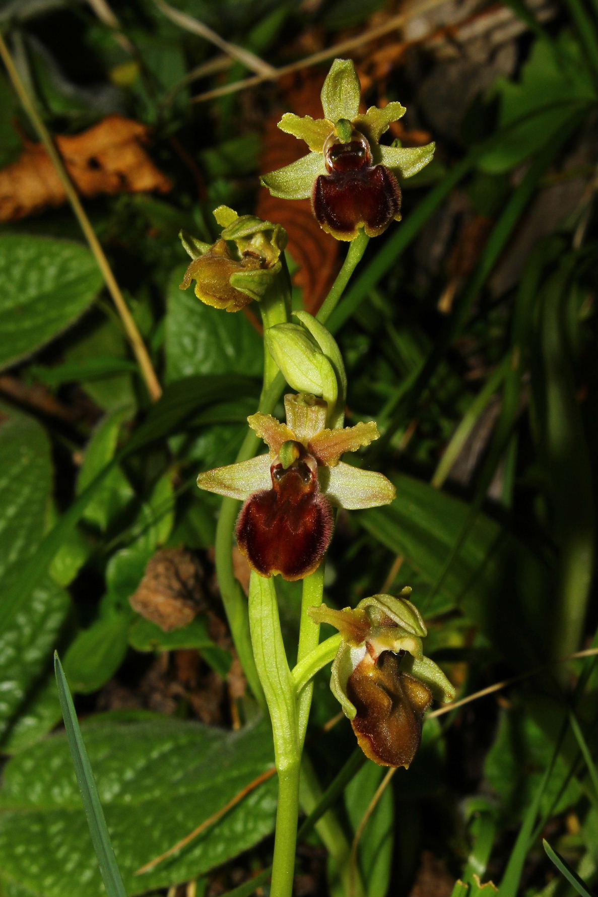 Ophrys spegodes mini-2