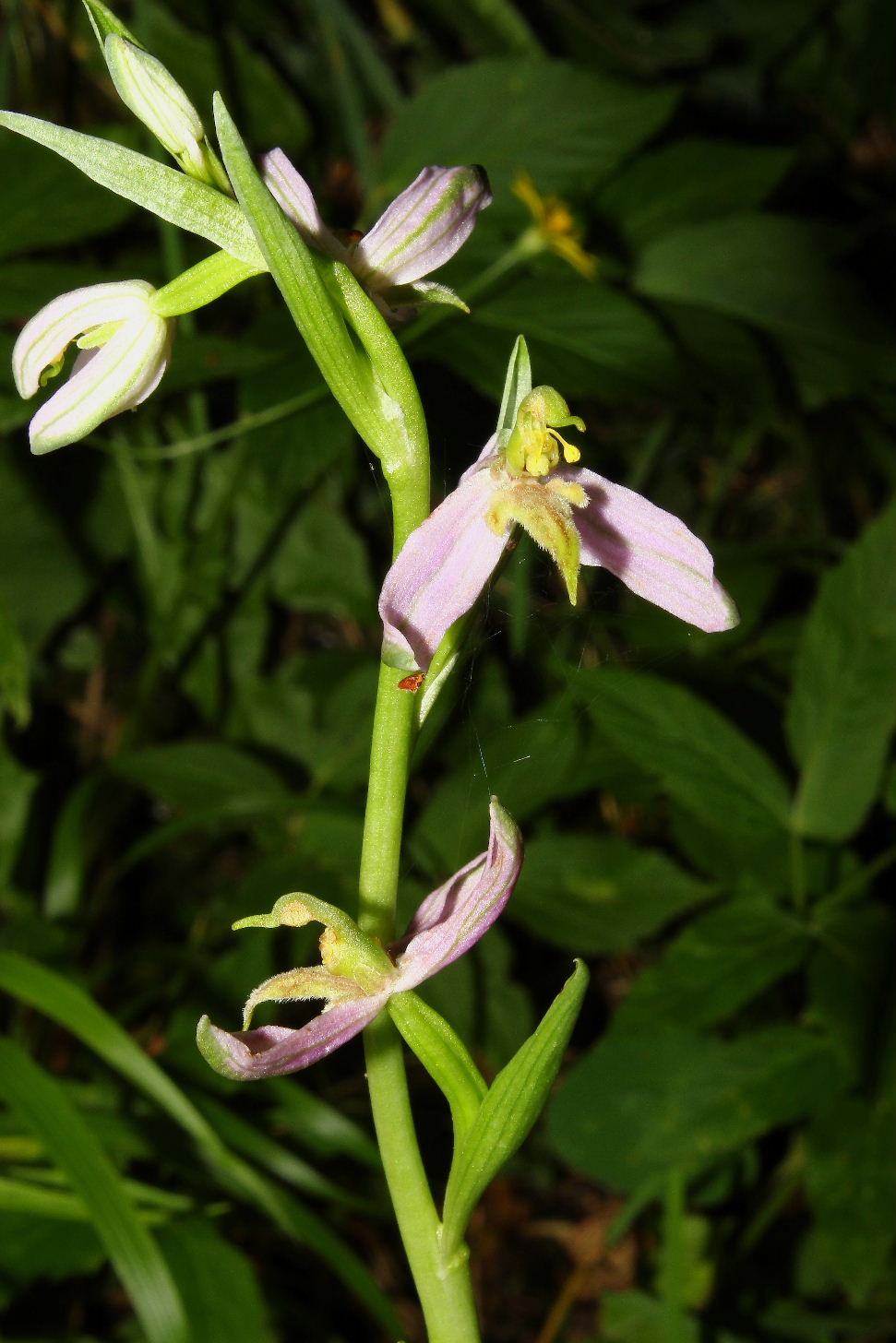 Ophrys apifera var. brevilabellata ??