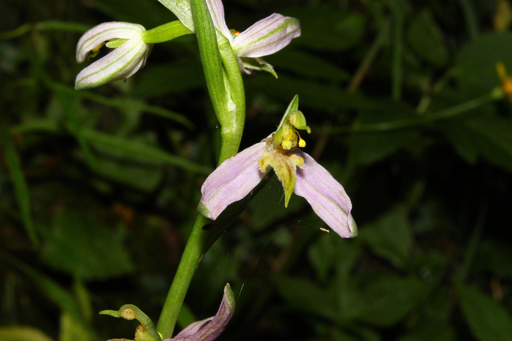 Ophrys apifera var. brevilabellata ??