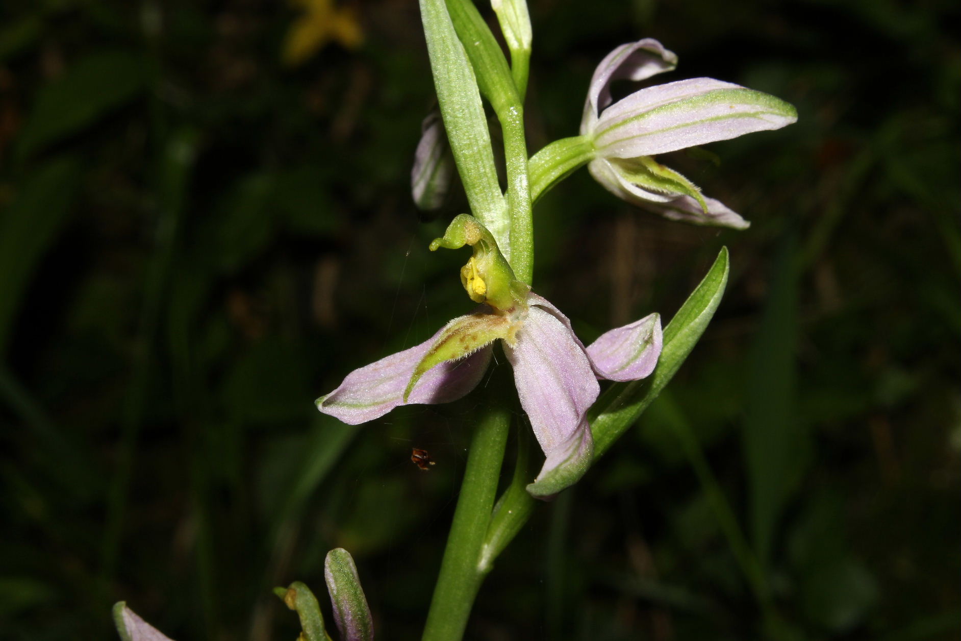 Ophrys apifera var. brevilabellata ??