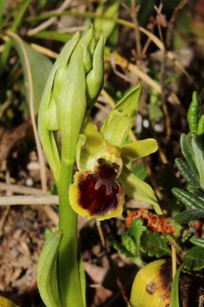 Ophrys litigiosa  Liguria