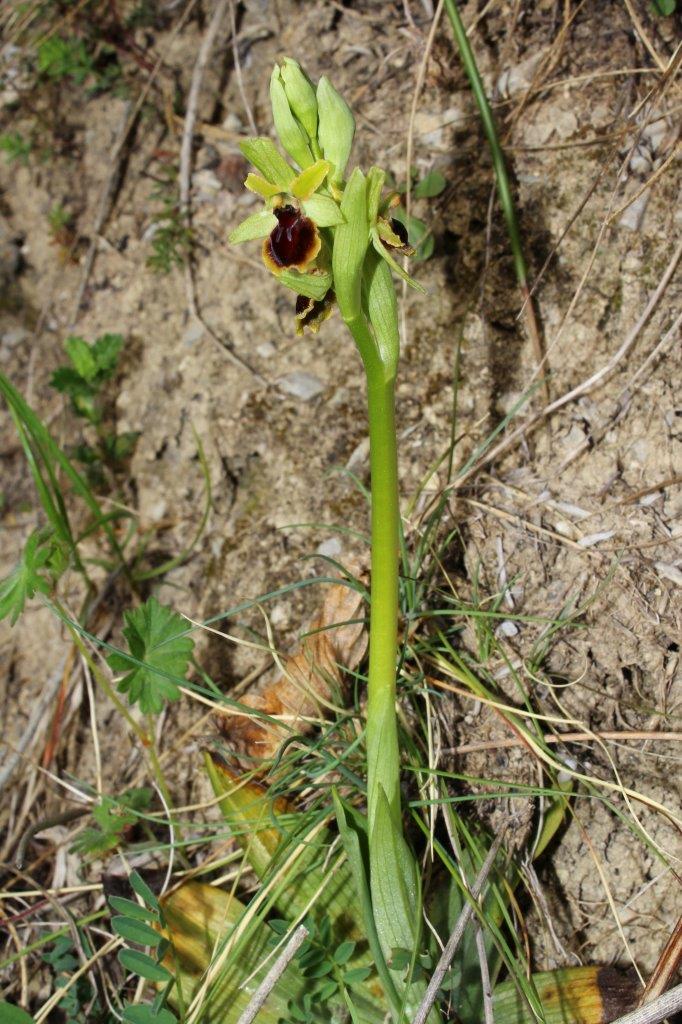 Ophrys litigiosa  Liguria