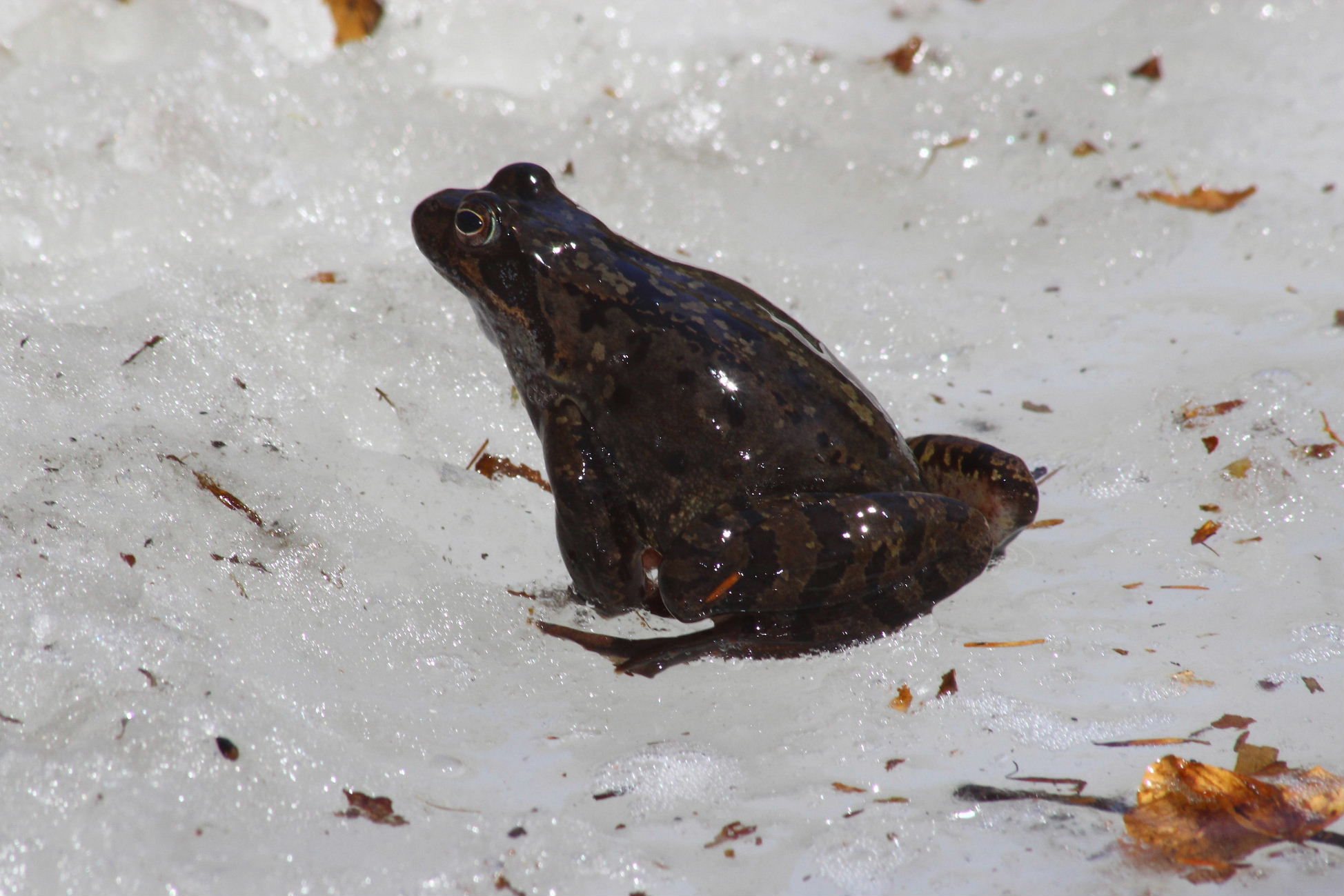 Accoppiamento Rana temporaria