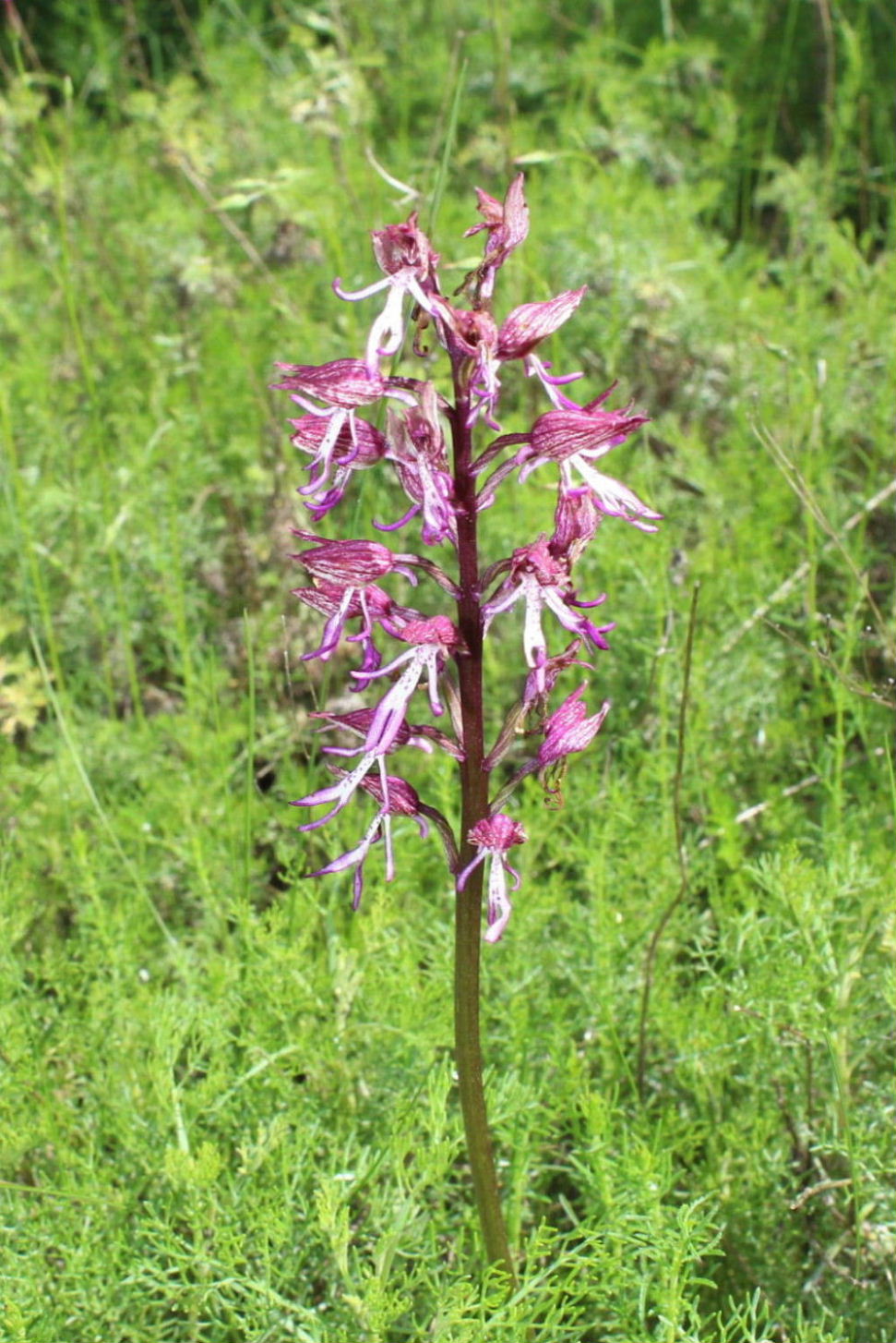 Orchis simia