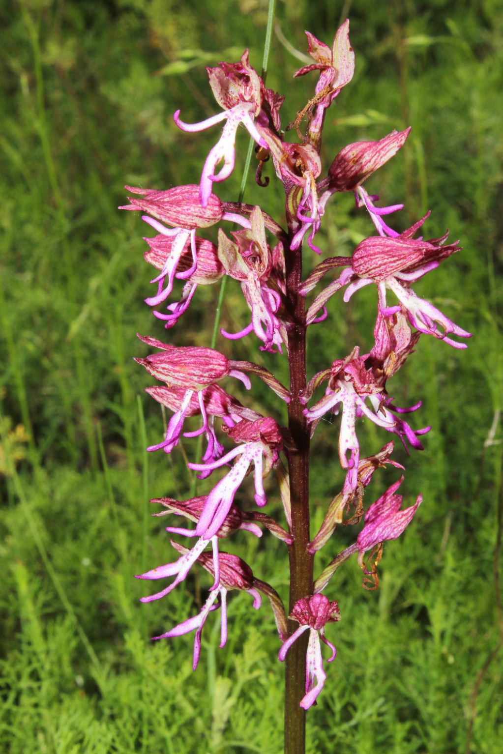 Orchis simia