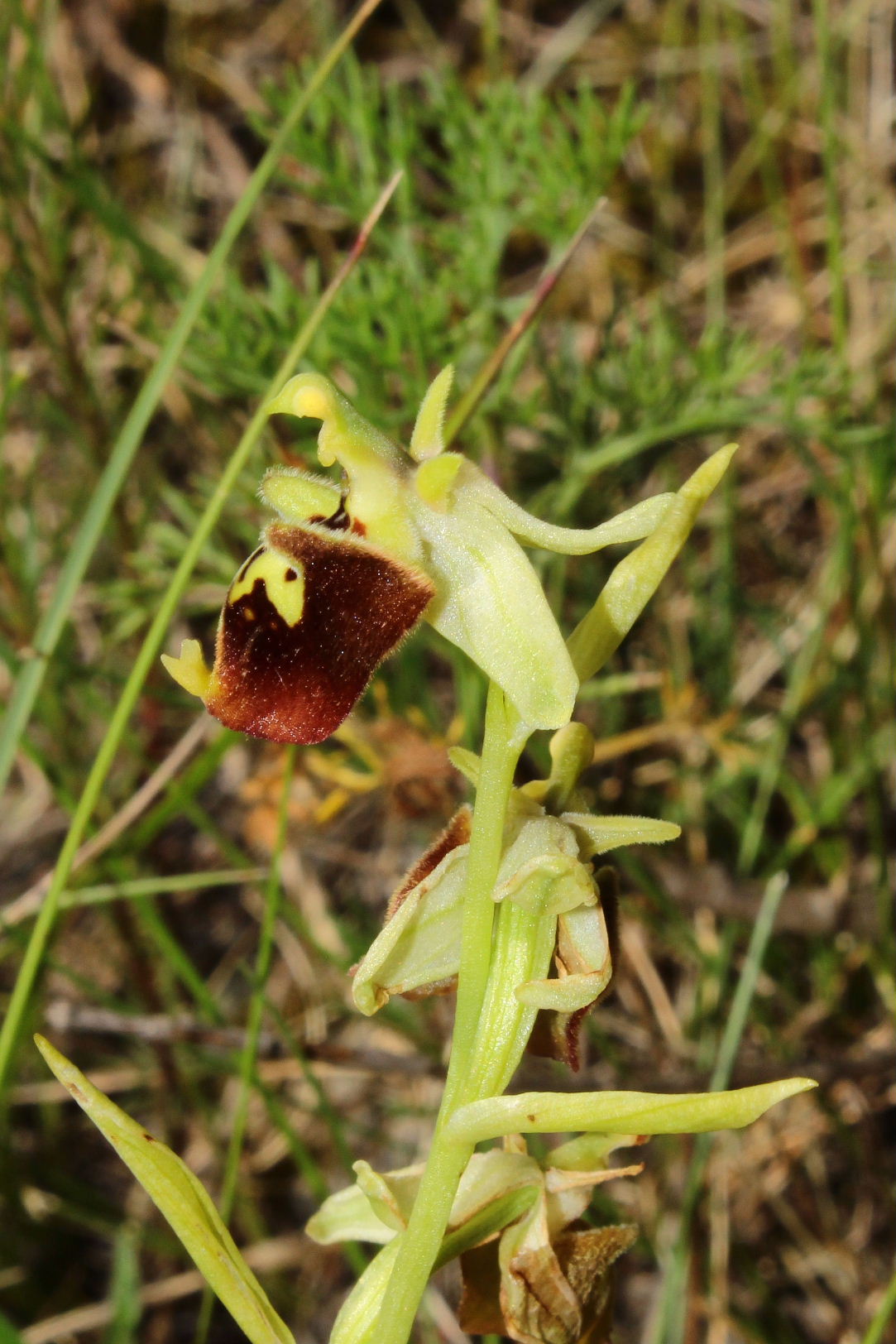 Holosericea a perigonio verde da det.