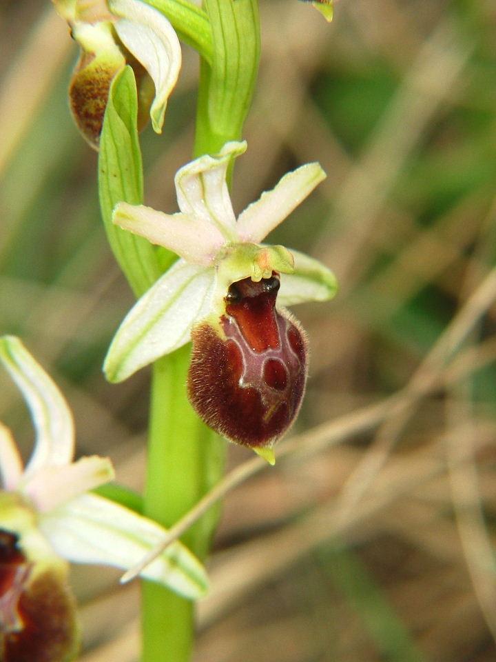 Ophrys tyrrhena?