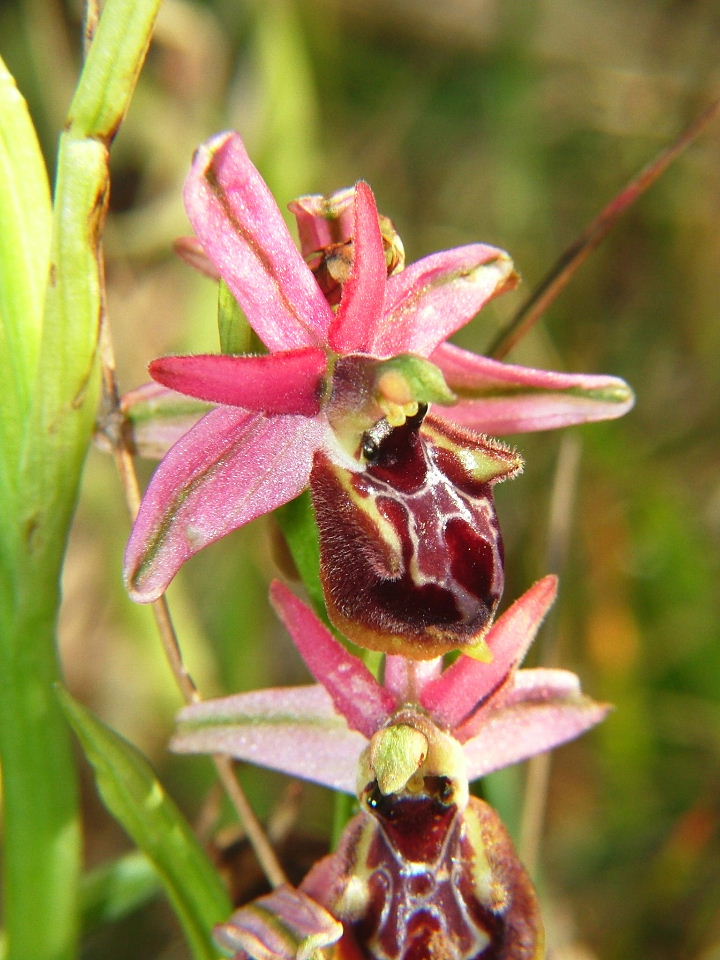 Ophrys tyrrhena?