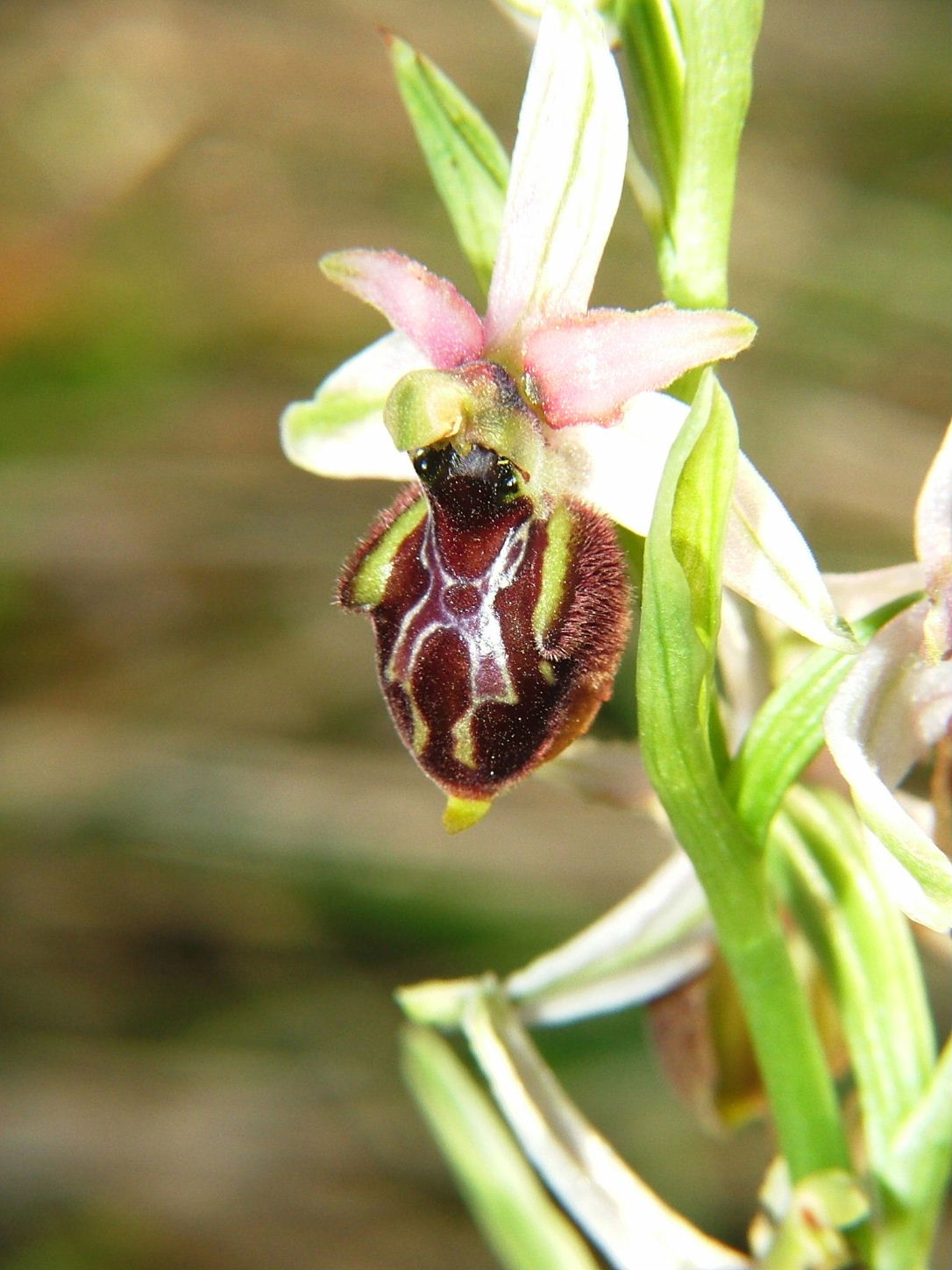 Ophrys tyrrhena?