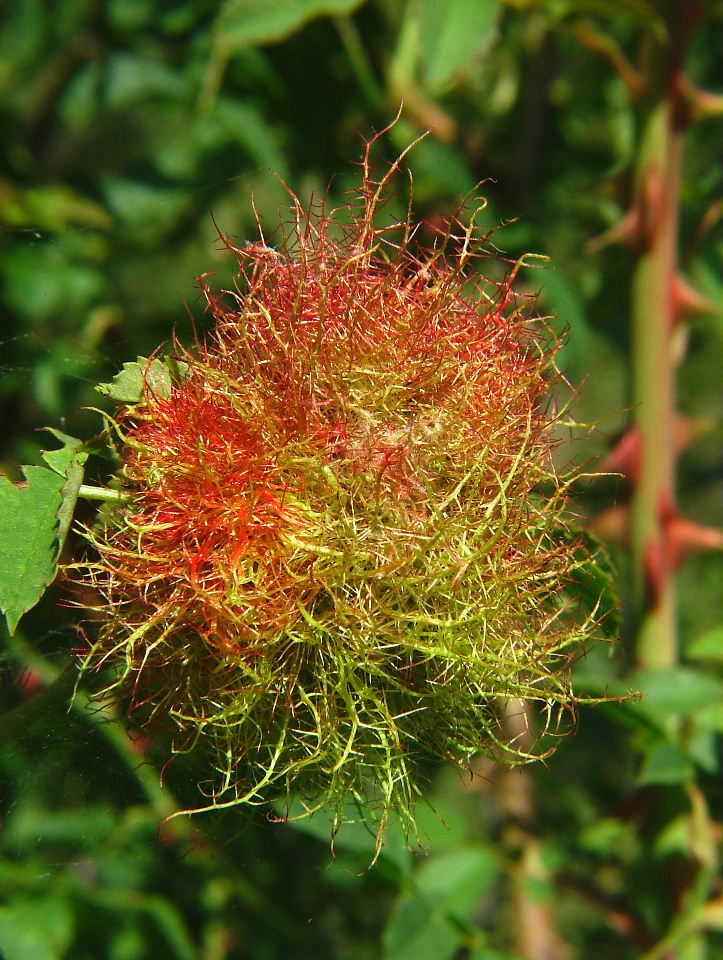 Frutto legnoso/ghianda sferica ca 35/40mm - no, Galla