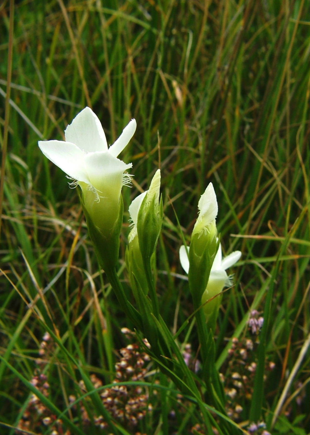 Gentianopsis ciliata (forma alba)/Genziana sfrangiata