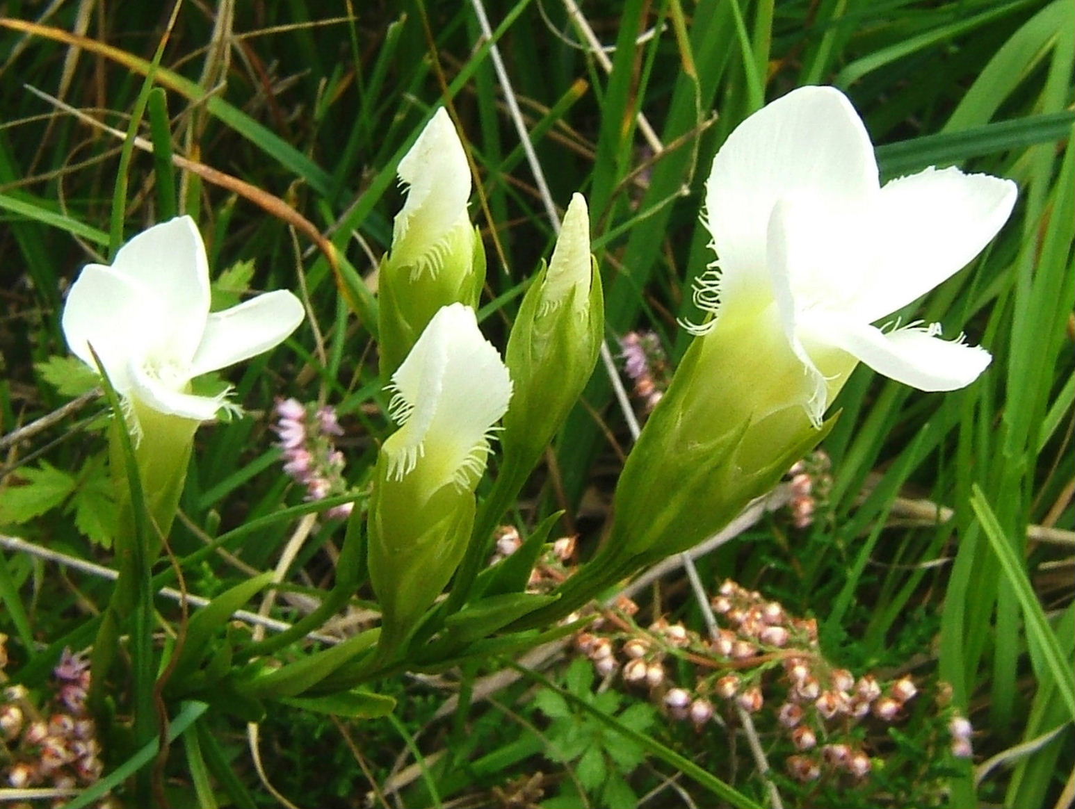 Gentianopsis ciliata (forma alba)/Genziana sfrangiata