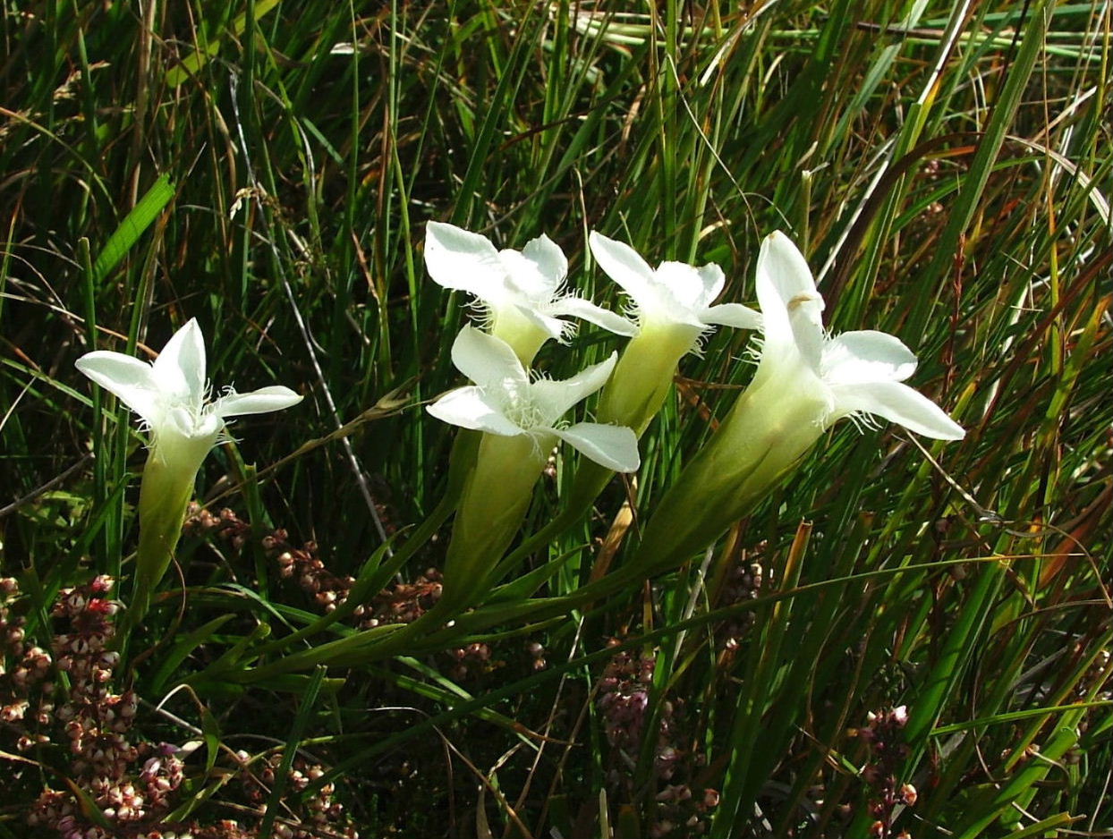 Gentianopsis ciliata (forma alba)/Genziana sfrangiata