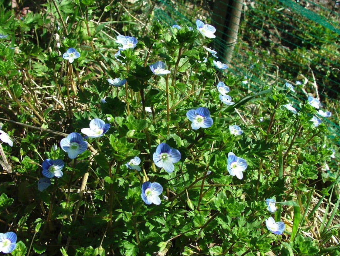 Veronica persica