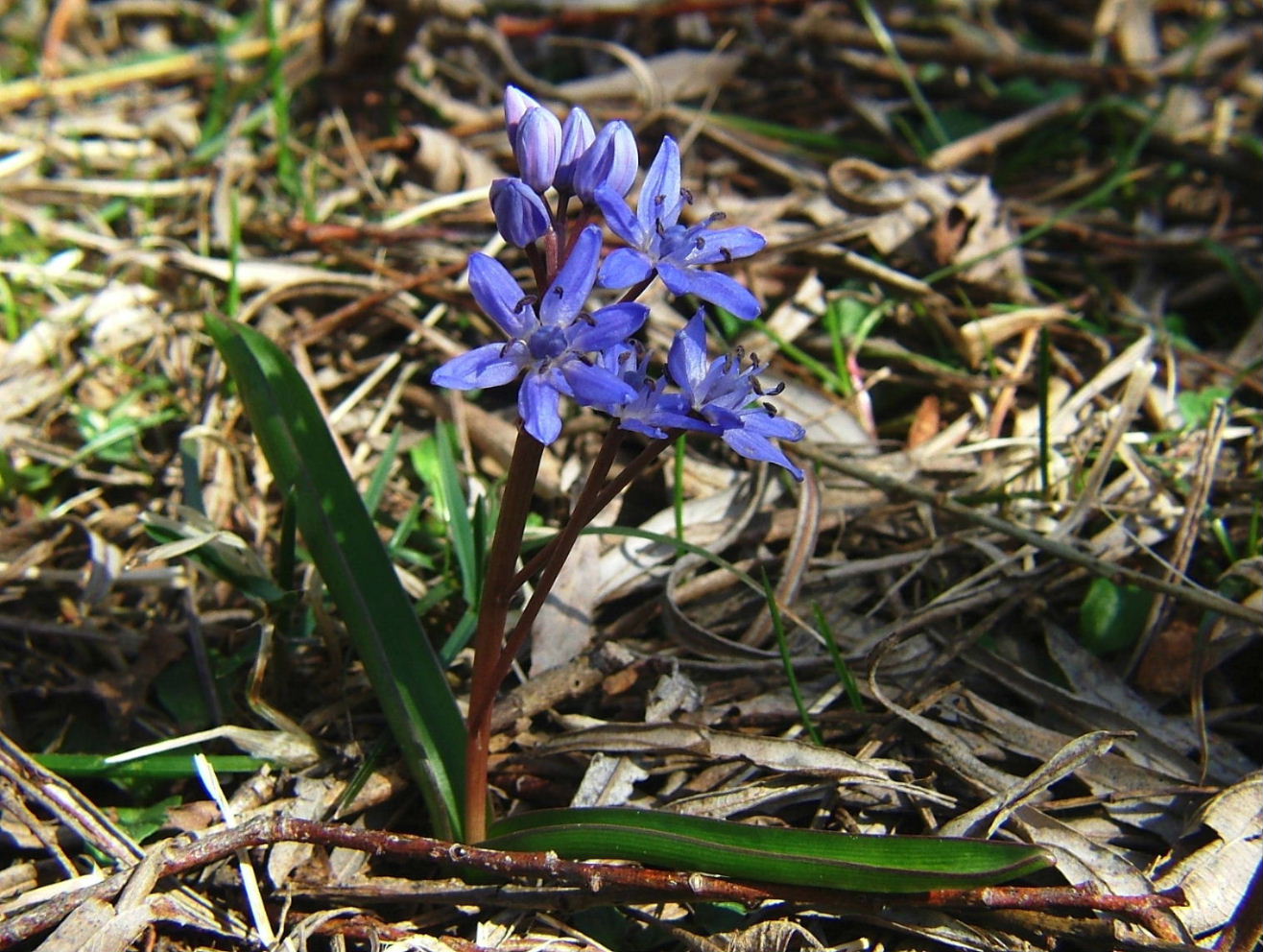 Le ultime arrivate tra le piante gi fiorite