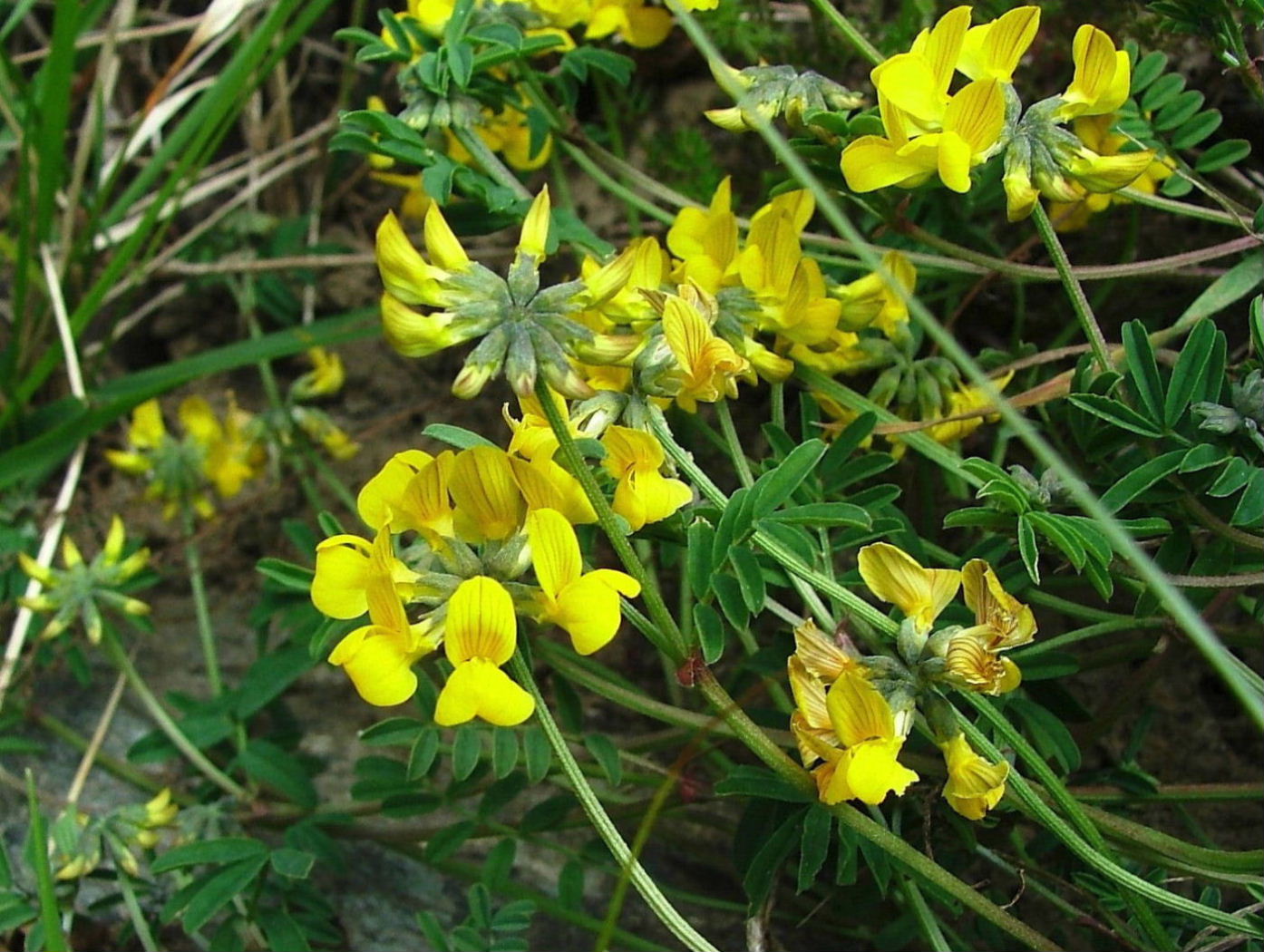 Hippocrepis comosa / Sferracavallo comune