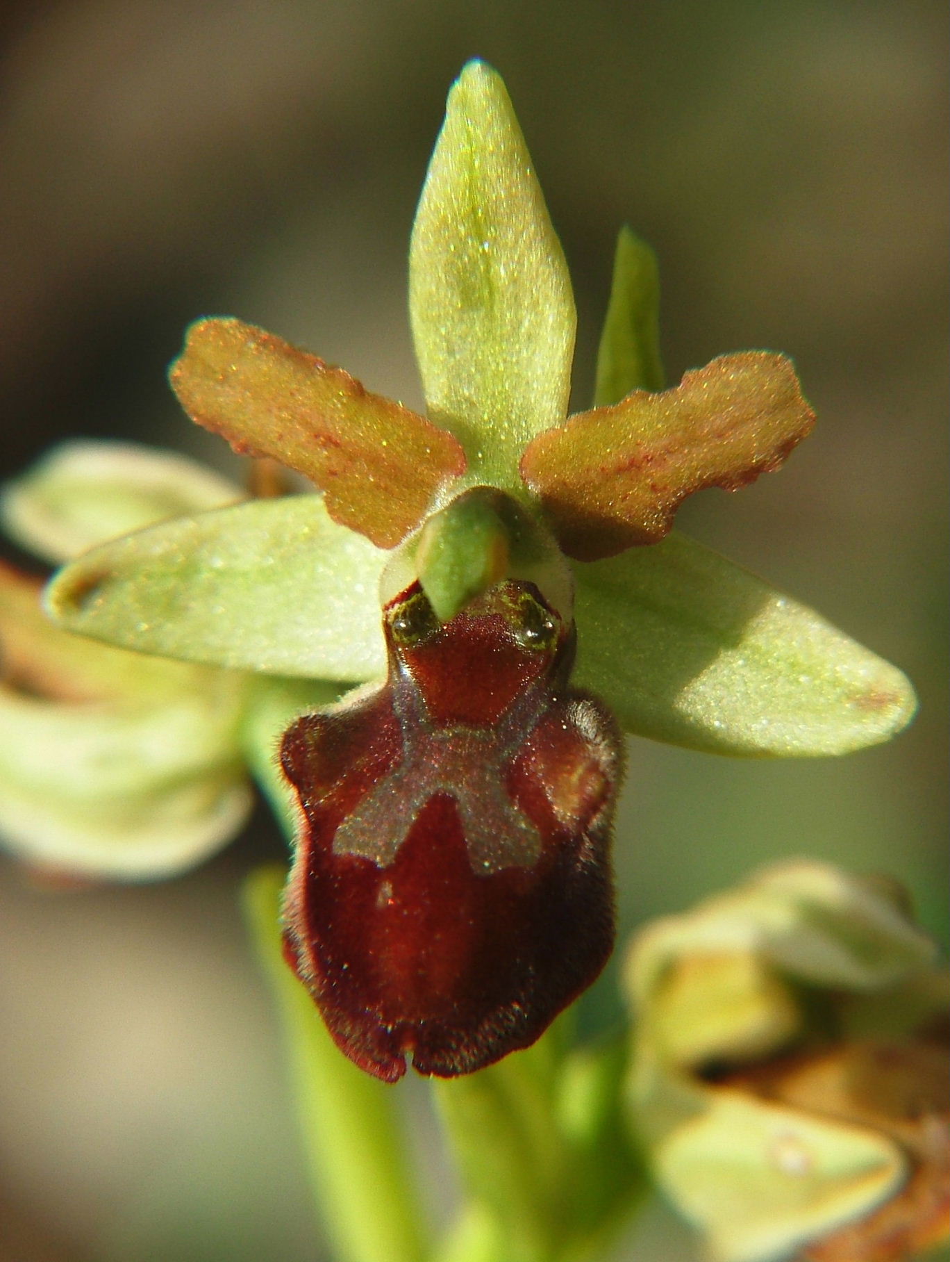 Ophrys sphegodes da determinare-1