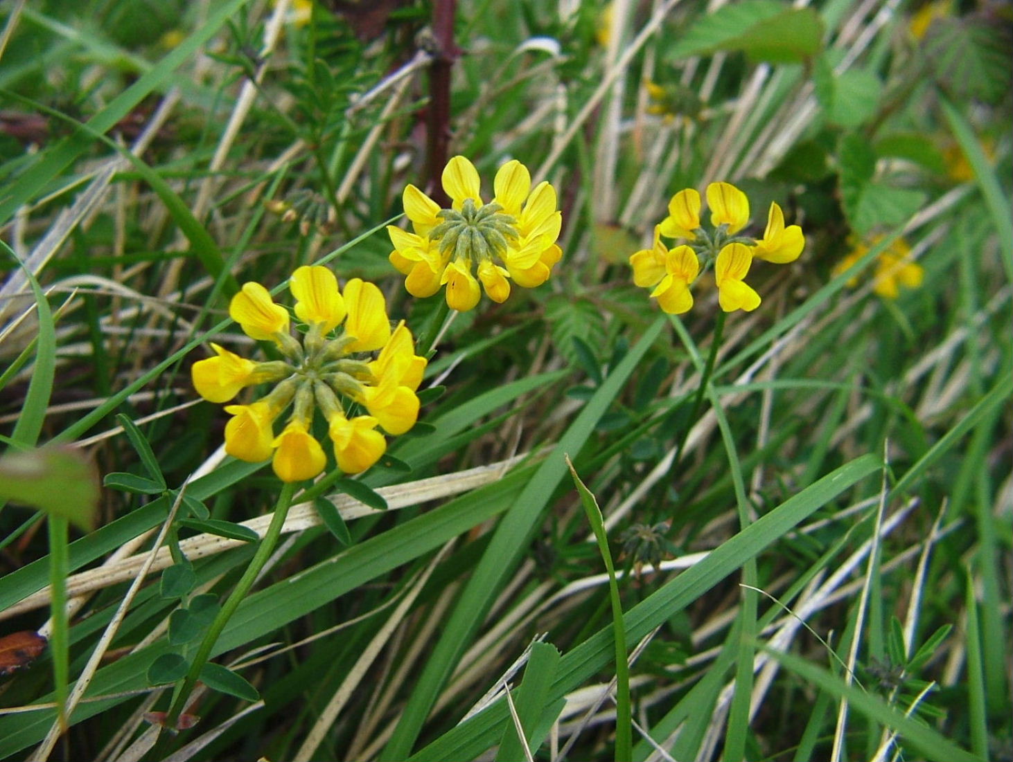 Hippocrepis comosa