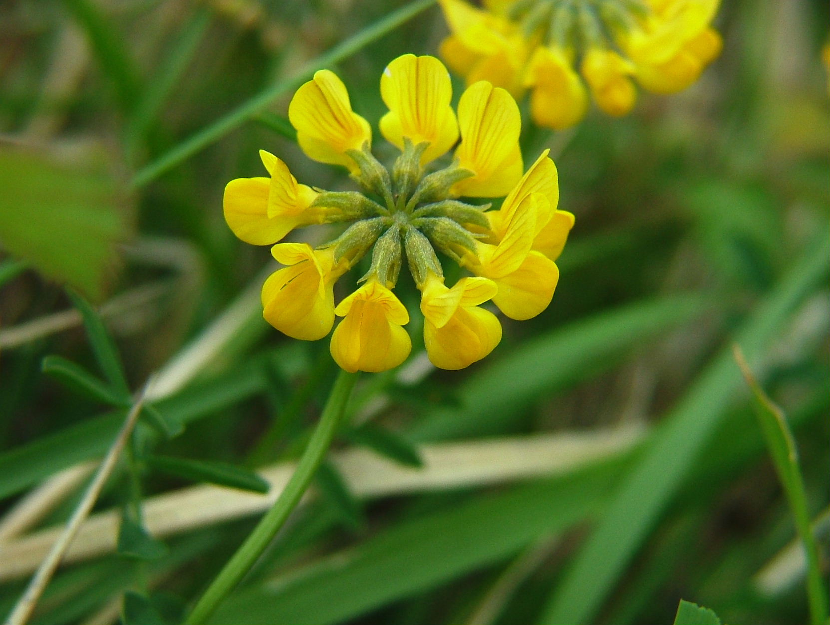 Hippocrepis comosa