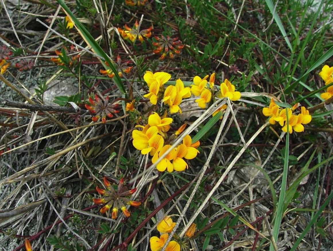 Hippocrepis comosa