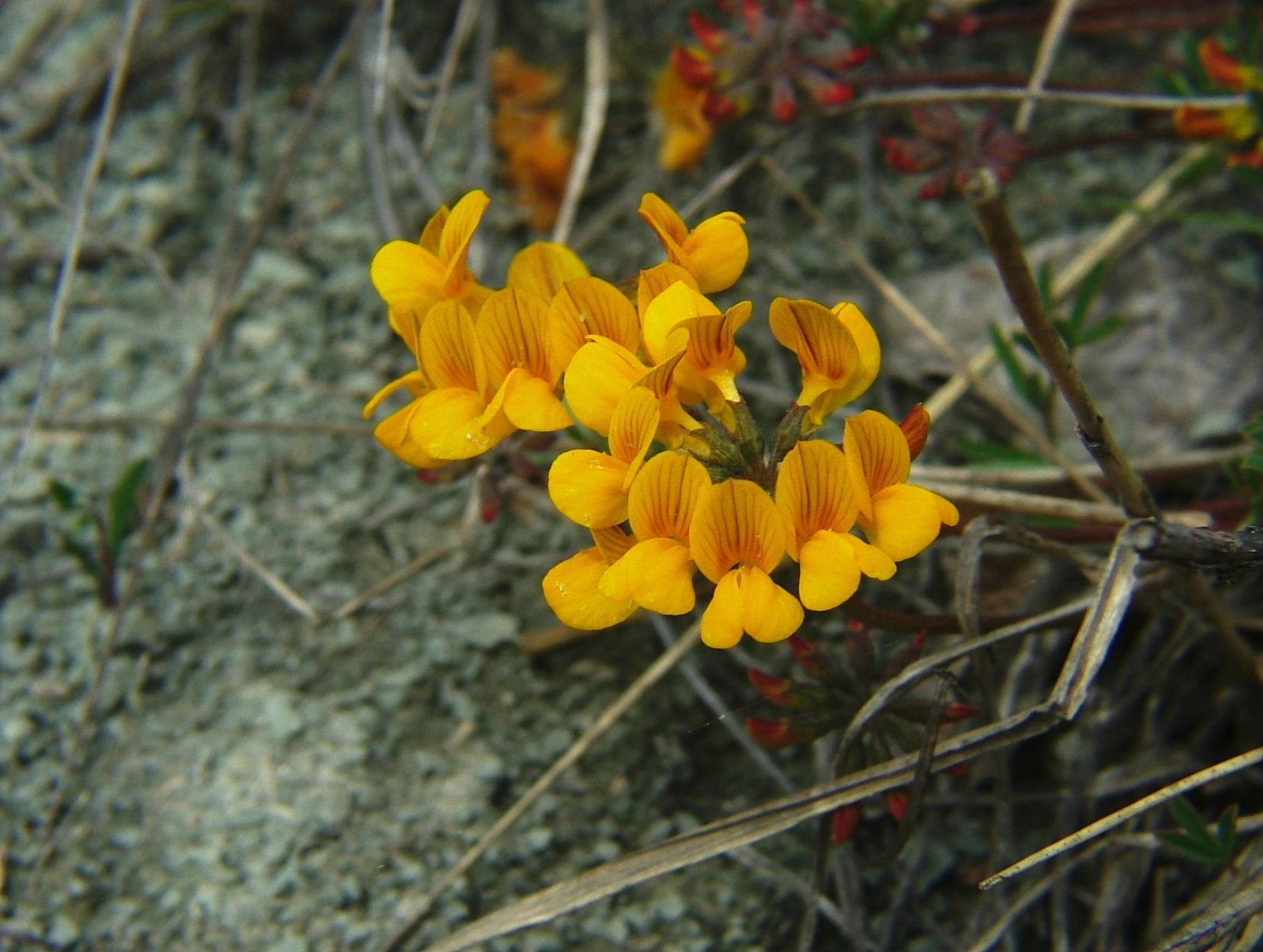 Hippocrepis comosa