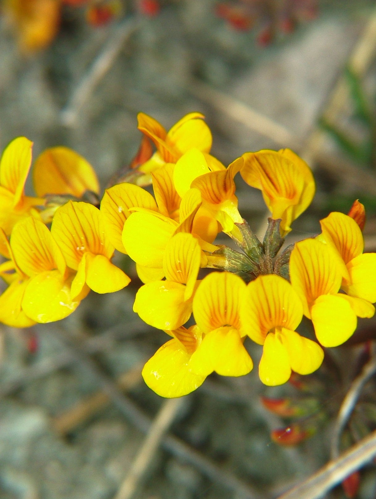 Hippocrepis comosa