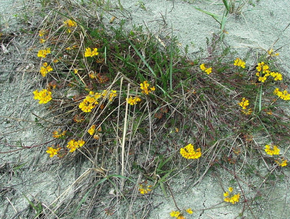 Hippocrepis comosa