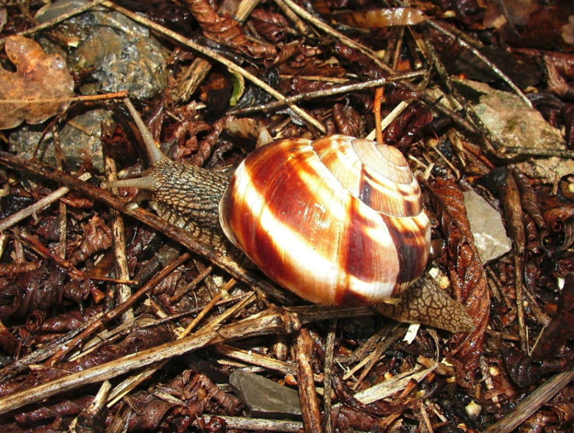 Helix lucorum dalle Alpi Apuane