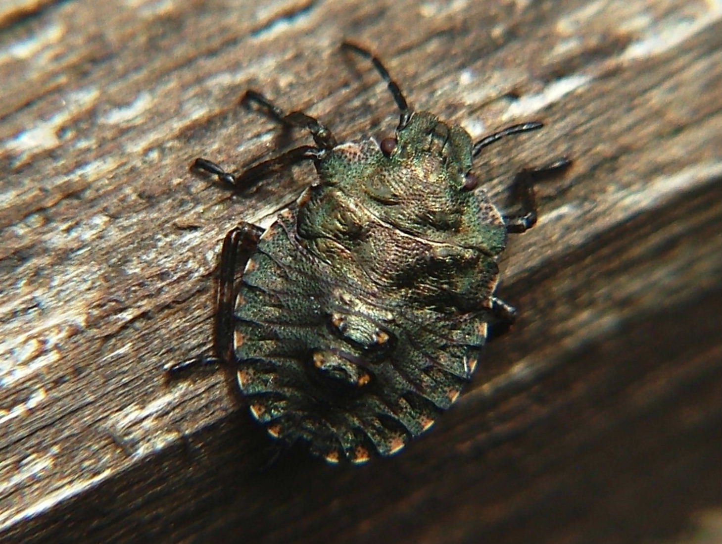 Pentatomidae: Pentatoma rufipes (ninfa) della Ligura (GE)