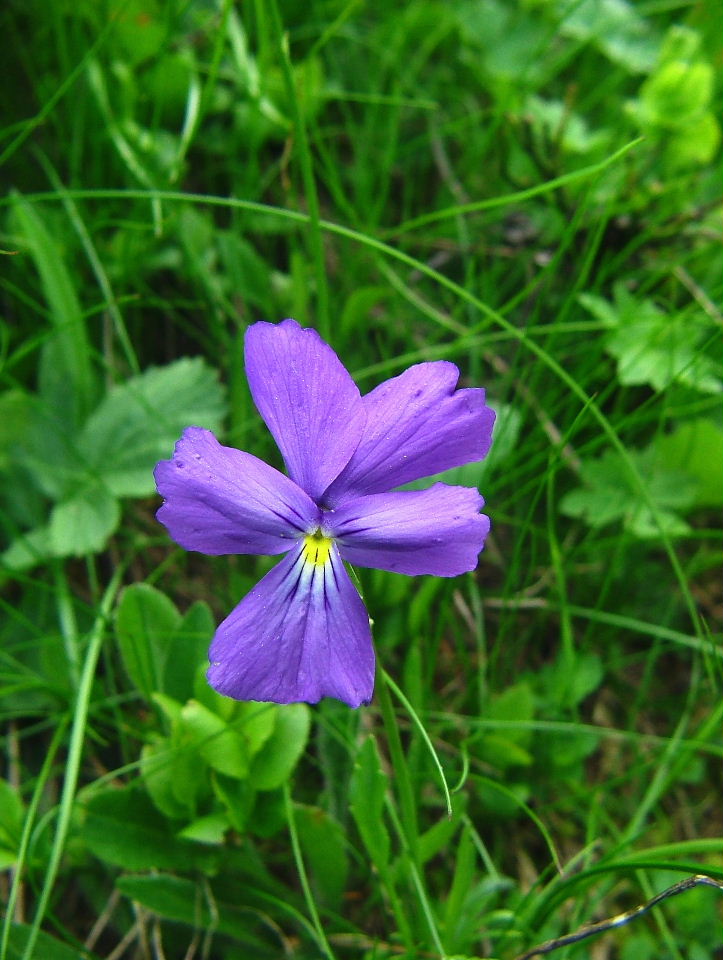 Viola calcarata