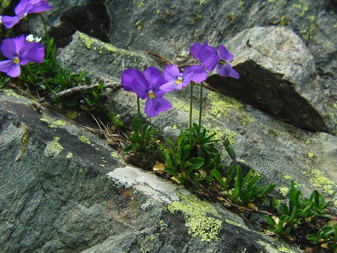 Viola calcarata