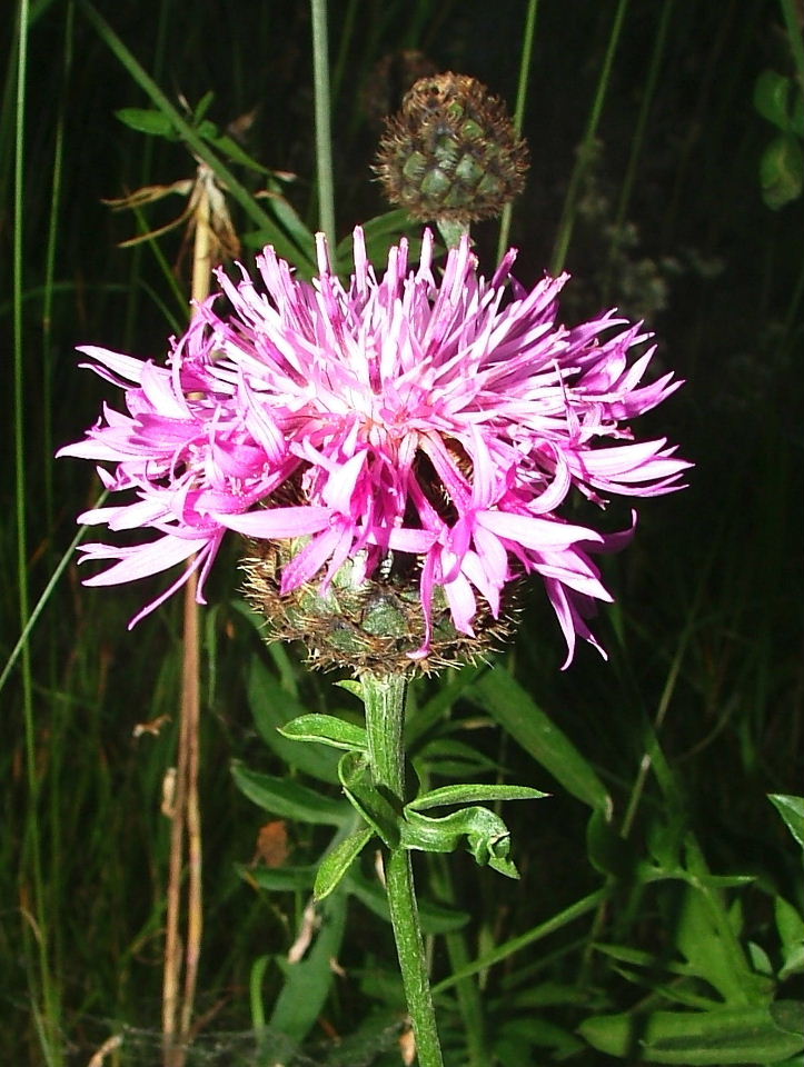 Centaurea scabiosa subsp. alpestris / Fiordaliso alpestre