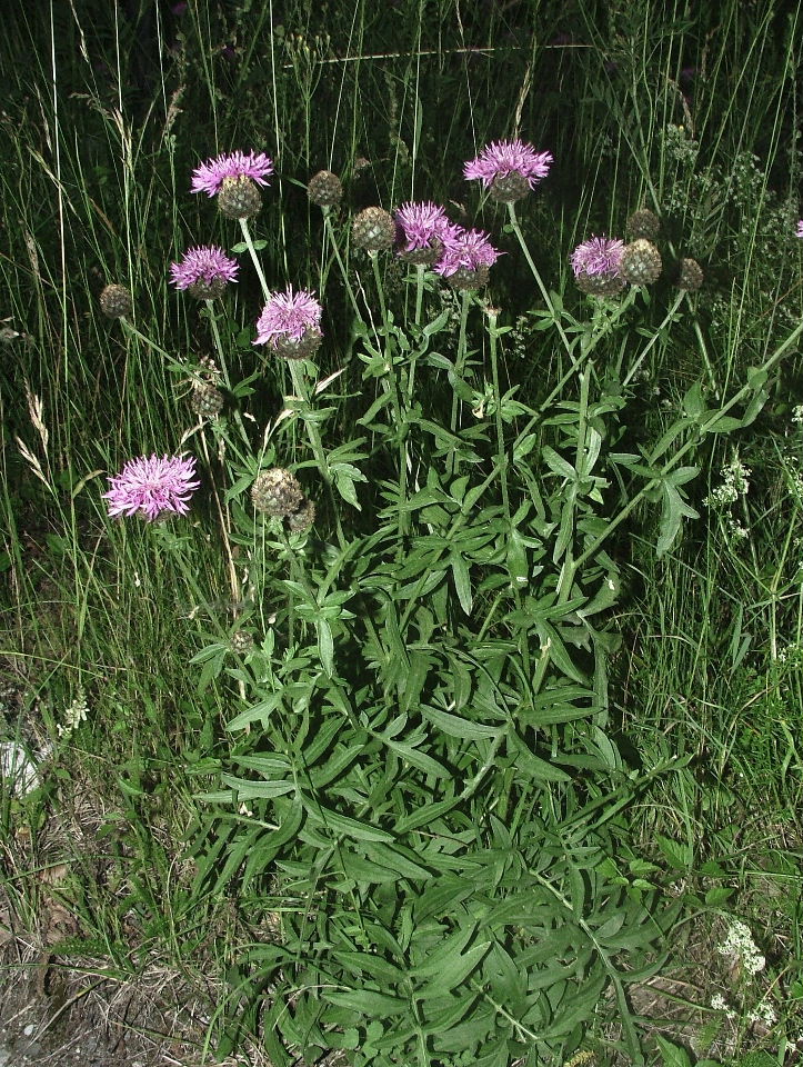 Centaurea scabiosa subsp. alpestris / Fiordaliso alpestre