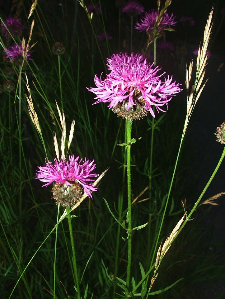 Centaurea scabiosa subsp. alpestris / Fiordaliso alpestre