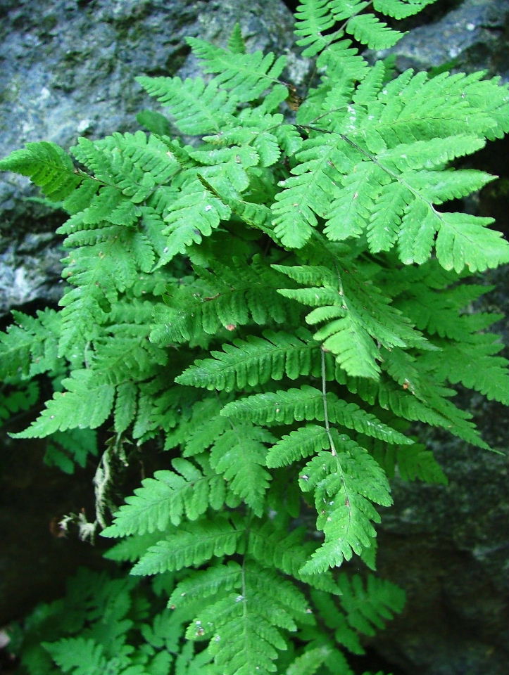 Gymnocarpium dryopteris / Felce delle Querce