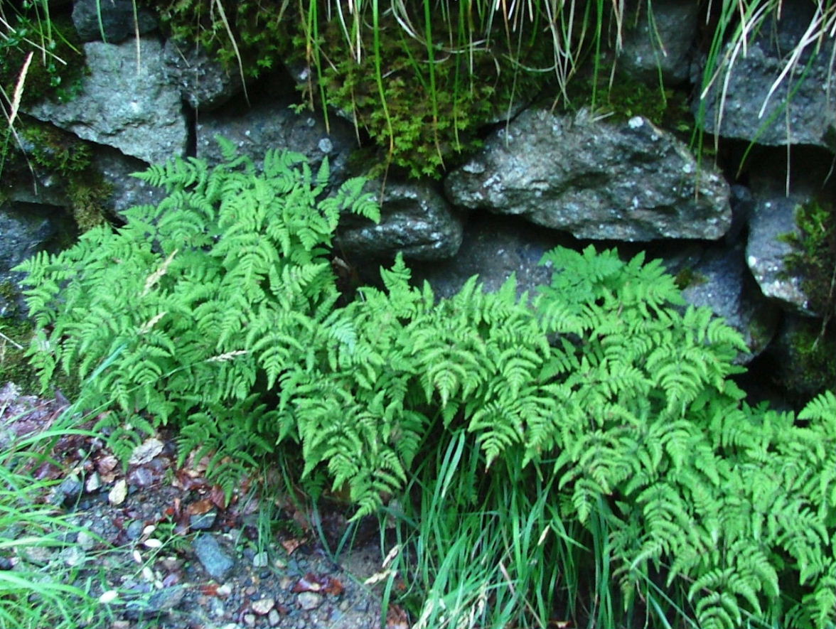 Gymnocarpium dryopteris / Felce delle Querce