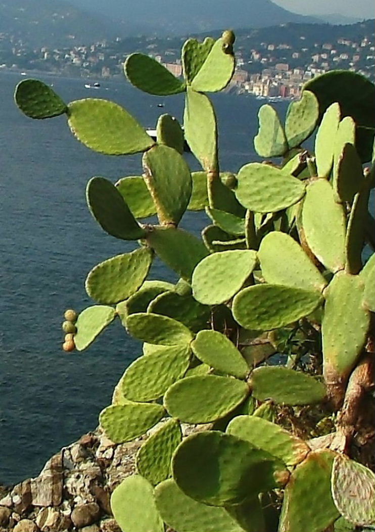 Opuntia ficus-indica (Caryophyllales - Cactaceae)