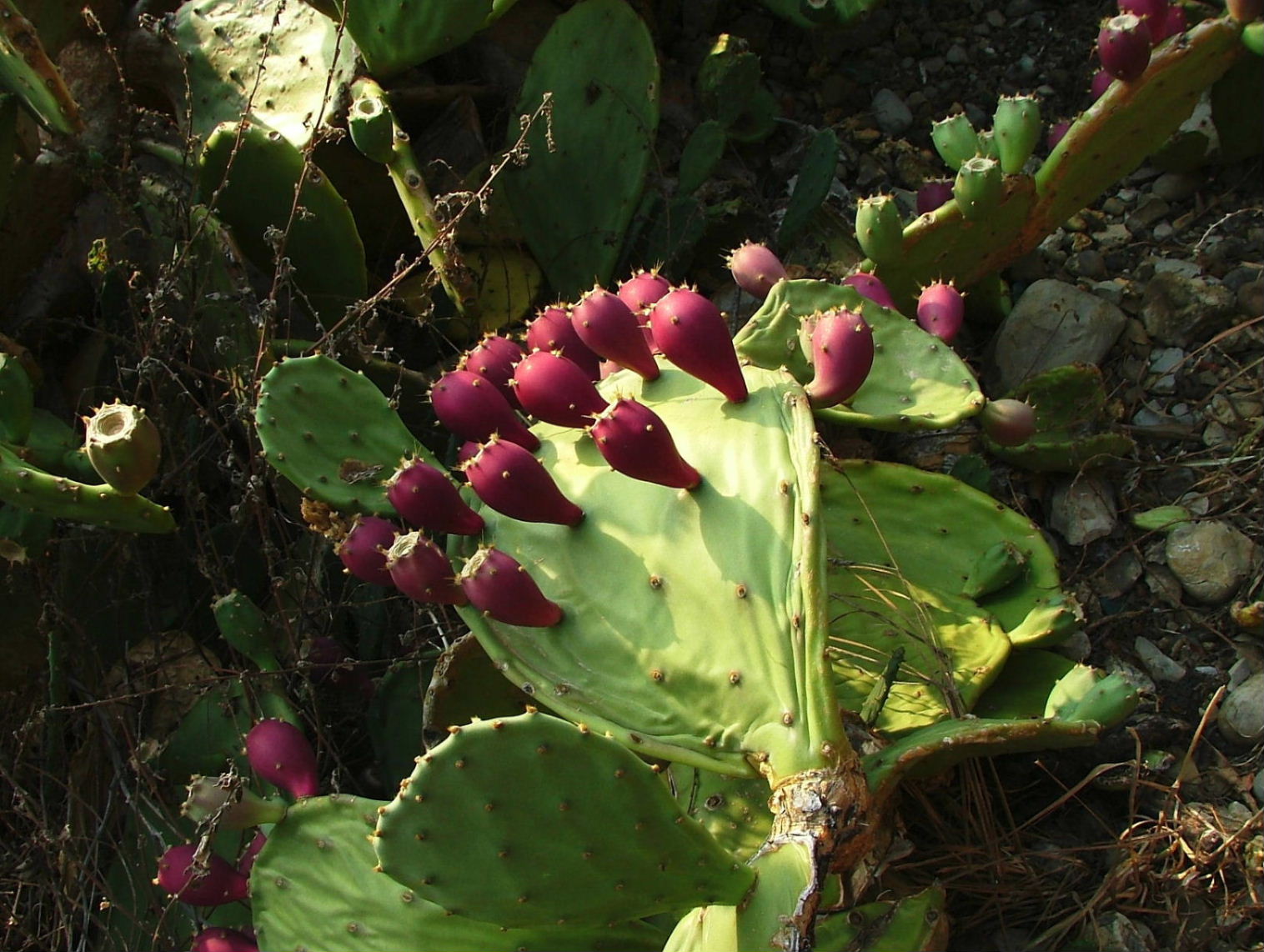 Opuntia stricta / Fico d''India compatto