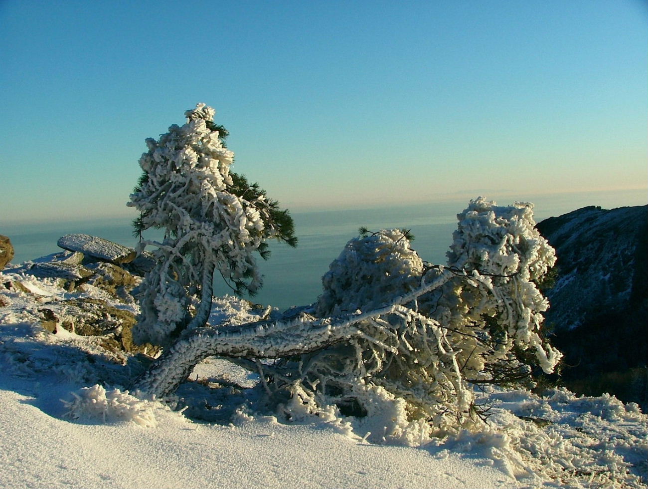 Alberi d''inverno... un invito