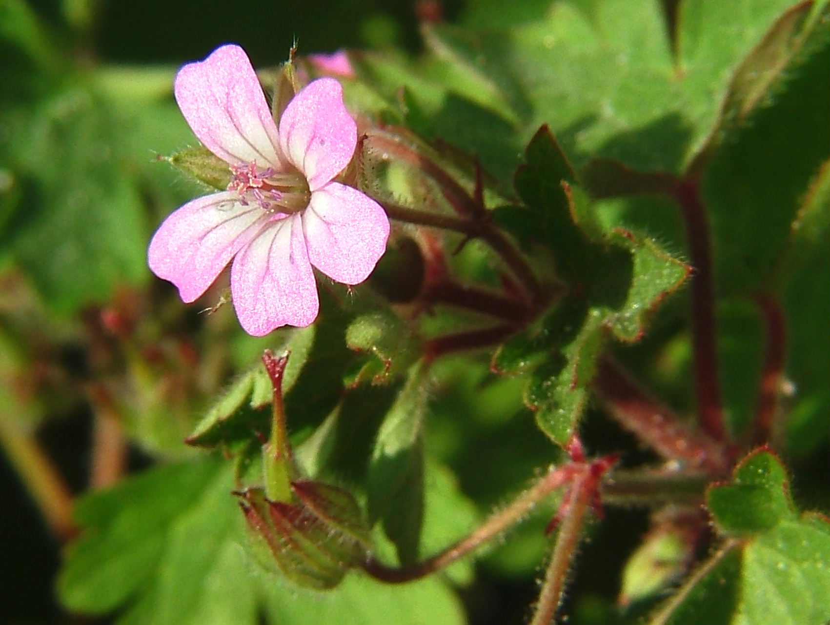 Geranium rotundifolium / Geranio malvaccino