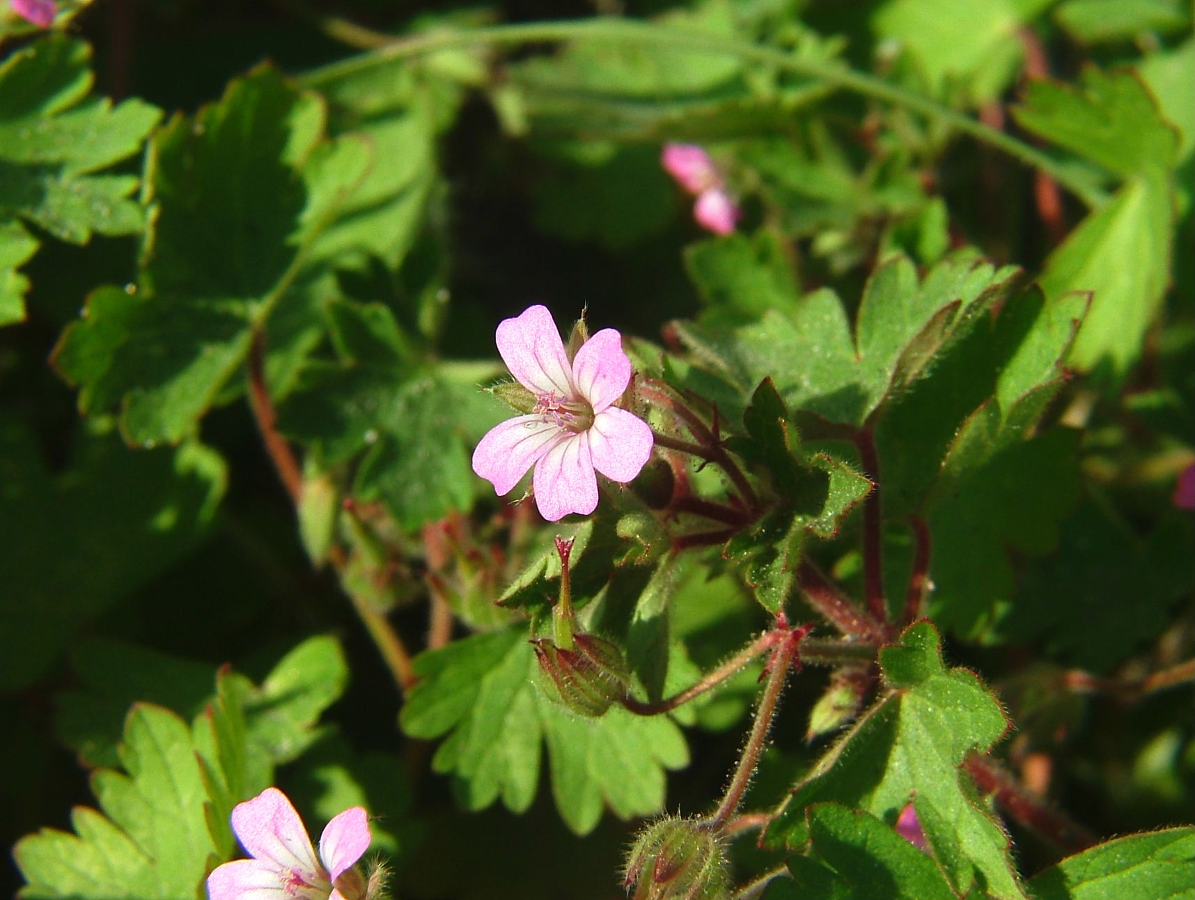 Geranium rotundifolium / Geranio malvaccino