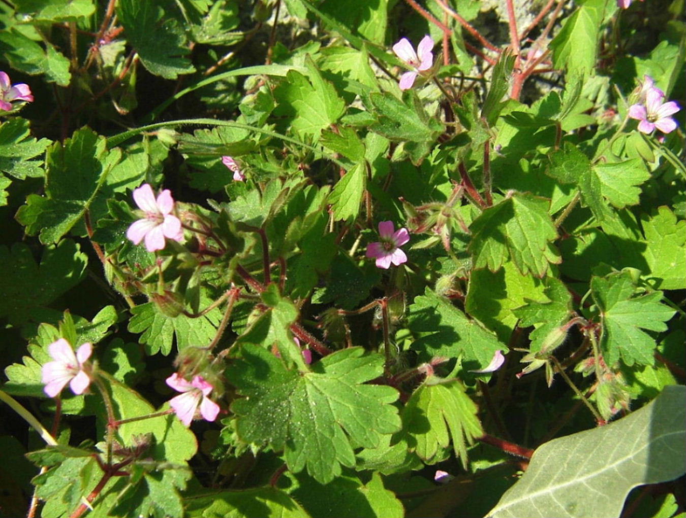 Geranium rotundifolium / Geranio malvaccino